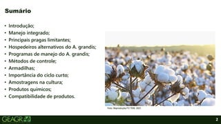2
• Introdução;
• Manejo integrado;
• Principais pragas limitantes;
• Hospedeiros alternativos do A. grandis;
• Programas de manejo do A. grandis;
• Métodos de controle;
• Armadilhas;
• Importância do ciclo curto;
• Amostragens na cultura;
• Produtos químicos;
• Compatibilidade de produtos.
Foto: Reprodução/TV TEM, 2021.
Sumário
 