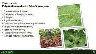 21
• Formas aladas e ápteras;
• Em 20 dias – 120 descendentes;
• Polifagia;
• Sugadores de seiva;
• Curvatura limbo foliar e encarquilhamento;
• “Algodão doce/caramelizado”;
• Vetor de “vermelhão”;
• “Mosaico das nervuras”(DA);
• Inimigos naturais insuficientes.
Todo o ciclo
Pulgão-do-algodoeiro (Aphis gossypii)
Imagens: Manual de pragas do algodoeiro, 2021.
 