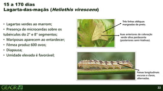 22
• Lagartas verdes ao marrom;
• Presença de microcerdas sobre os
tubérculos do 2° e 8° segmentos;
• Mariposas aparecem ao entardecer;
• Fêmea produz 600 ovos;
• Diapausa;
• Umidade elevada é favorável;
15 a 170 dias
Lagarta-das-maçãs (Heliothis virescens)
Asas anteriores de coloração
verde oliva pardacenta
(posteriores semi-hialinas).
Três linhas oblíquas
margeadas de preto.
Faixas longitudinais
escuras e claras,
alternadas.
 