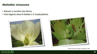 23
• Atacam o nectário das flores;
• Uma lagarta ataca 6 botões e 2 maçãs/planta.
Heliothis virescens
Imagens: Manual de pragas do algodoeiro, 2021.
 