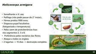 24
• Semelhante a H. zea;
• Polífaga (não pode passar do 2° instar);
• Fêmea produz 1000 ovos;
• Diapausa pupal facultativa
(fotoperíodo e temperatura);
• Pelos saem de protuberâncias lisas
nos segmentos 2, 3 e 8;
• Preferência pelos nectários das flores;
• Ataque a todos os órgãos;
• 2 lagartas -> 15 dias -> destruição completa.
Helicoverpa armigera
Fonte: Mais Soja, 2021.
 