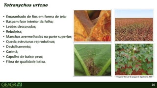 26
Tetranychus urtcae
• Emaranhado de fios em forma de teia;
• Raspam face interior da folha;
• Lesões descoradas;
• Reboleira;
• Manchas avermelhadas na parte superior;
• Queda estruturas reprodutivas;
• Desfolhamento;
• Carimã;
• Capulho de baixo peso;
• Fibra de qualidade baixa.
Imagens: Manual de pragas do algodoeiro, 2021.
 