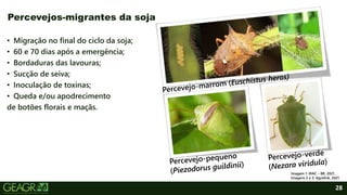 28
• Migração no final do ciclo da soja;
• 60 e 70 dias após a emergência;
• Bordaduras das lavouras;
• Sucção de seiva;
• Inoculação de toxinas;
• Queda e/ou apodrecimento
de botões florais e maçãs.
Percevejos-migrantes da soja
Imagem 1: IRAC – BR, 2021.
Imagens 2 e 3: Agrolink, 2021.
 