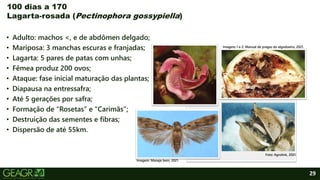 29
• Adulto: machos <, e de abdômen delgado;
• Mariposa: 3 manchas escuras e franjadas;
• Lagarta: 5 pares de patas com unhas;
• Fêmea produz 200 ovos;
• Ataque: fase inicial maturação das plantas;
• Diapausa na entressafra;
• Até 5 gerações por safra;
• Formação de “Rosetas” e “Carimãs”;
• Destruição das sementes e fibras;
• Dispersão de até 55km.
100 dias a 170
Lagarta-rosada (Pectinophora gossypiella)
Foto: Agrolink, 2021.
Imagens 1 e 2: Manual de pragas do algodoeiro, 2021.
Imagem: Maneje bem, 2021.
 