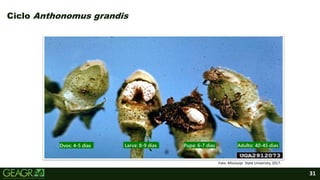 31
Ciclo Anthonomus grandis
Foto: Mississipi State University, 2017.
Ovos: 4-5 dias Larva: 8-9 dias Pupa: 6-7 dias Adulto: 40-45 dias
 