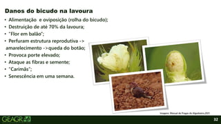 32
• Alimentação e oviposição (rolha do bicudo);
• Destruição de até 70% da lavoura;
• “Flor em balão”;
• Perfuram estrutura reprodutiva ->
amarelecimento ->queda do botão;
• Provoca porte elevado;
• Ataque as fibras e semente;
• “Carimãs”;
• Senescência em uma semana.
Danos do bicudo na lavoura
Imagens: Manual de Pragas do Algodoeiro,2021.
 
