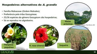 34
• Família Malvaceae (Ordem Malvales);
• Preferência pela tribo Gossypieae;
• 25/36 espécies do gênero Gossypium são hospedeiras;
• Só se reproduz no algodoeiro.
Hospedeiros alternativos do A. grandis
H. rosa-sinensis
Thespesia
populnea
Imagens: Wikipédia, 2021.
Matas
próximas
Soqueira
Imagem: Thaís Moreira, 2021.
 
