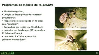 35
• Pioneirismo goiano;
• Criação de áreas-pilotos de supressão
populacional;
• Preparo do solo antecipado (≈ 40 dias)
para “desalojar”;
• Semeadura por região (até 30-40 dias);
• Inseticida nas bordaduras (30 m) desde a
2ª folha até 1ª maçã;
• Intervalos: 5 a 7 dias a partir dos
primeiros botões florais.
Programas de manejo do A. grandis
Imagens: Agrolink, 2021.
 