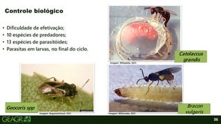36
• Dificuldade de efetivação;
• 10 espécies de predadores;
• 13 espécies de parasitóides;
• Parasitas em larvas, no final do ciclo.
Controle biológico
Imagem: Bugwoodcloud, 2021.
Geocoris spp Bracon
vulgaris
Catolaccus
grandis
Imagem: Wikipédia, 2021.
Imagem: Wikimedia, 2021.
 