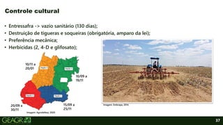37
• Entressafra -> vazio sanitário (130 dias);
• Destruição de tigueras e soqueiras (obrigatória, amparo da lei);
• Preferência mecânica;
• Herbicidas (2, 4-D e glifosato);
Controle cultural
Imagem: Embrapa, 2014.
15/09 a
25/11
20/09 a
30/11
10/09 a
19/11
10/11 a
20/01
Imagem: Agrodefesa, 2020.
 