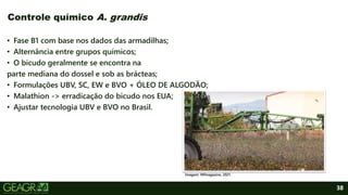 38
• Fase B1 com base nos dados das armadilhas;
• Alternância entre grupos químicos;
• O bicudo geralmente se encontra na
parte mediana do dossel e sob as brácteas;
• Formulações UBV, SC, EW e BVO + ÓLEO DE ALGODÃO;
• Malathion -> erradicação do bicudo nos EUA;
• Ajustar tecnologia UBV e BVO no Brasil.
Controle químico A. grandis
Imagem: Mfmagazine, 2021.
 