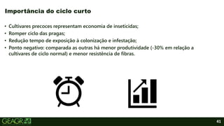 41
• Cultivares precoces representam economia de inseticidas;
• Romper ciclo das pragas;
• Redução tempo de exposição à colonização e infestação;
• Ponto negativo: comparada as outras há menor produtividade (-30% em relação a
cultivares de ciclo normal) e menor resistência de fibras.
Importância do ciclo curto
 