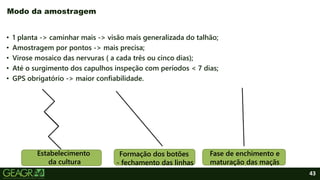 43
• 1 planta -> caminhar mais -> visão mais generalizada do talhão;
• Amostragem por pontos -> mais precisa;
• Virose mosaico das nervuras ( a cada três ou cinco dias);
• Até o surgimento dos capulhos inspeção com períodos < 7 dias;
• GPS obrigatório -> maior confiabilidade.
Modo da amostragem
Estabelecimento
da cultura
Formação dos botões
- fechamento das linhas
Fase de enchimento e
maturação das maçãs
 