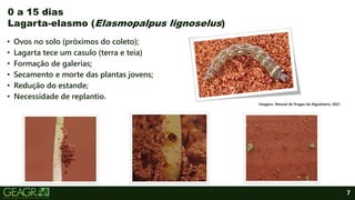 7
• Ovos no solo (próximos do coleto);
• Lagarta tece um casulo (terra e teia)
• Formação de galerias;
• Secamento e morte das plantas jovens;
• Redução do estande;
• Necessidade de replantio.
0 a 15 dias
Lagarta-elasmo (Elasmopalpus lignoselus)
Imagens: Manual de Pragas do Algodoeiro, 2021.
 
