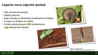 8
• Alto número de postura;
• Hábito noturno;
• Após eclosão se alimentam inicialmente de folhas;
• A seguir se dirigem ao coleto;
• Cortam plantas jovens tombamento;
redução do estande.
Lagarta rosca (Agrotis ipsilon)
Imagem 1: Blog Aegro, 2021.
Imagens 2 e 3: Manual de Pragas do Algodoeiro, 2021.
 