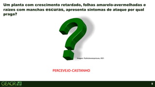 9
Um planta com crescimento retardado, folhas amarelo-avermelhadas e
raízes com manchas escuras, apresenta sintomas de ataque por qual
praga?
Imagem: Publicdomainpictures, 2021.
PERCEVEJO-CASTANHO
 