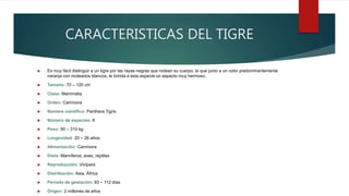 CARACTERISTICAS DEL TIGRE
 Es muy fácil distinguir a un tigre por las rayas negras que rodean su cuerpo, lo que junto a un color predominantemente
naranja con moteados blancos, le brinda a esta especie un aspecto muy hermoso.
 Tamaño: 70 – 120 cm
 Clase: Mammalia
 Orden: Carnívora
 Nombre científico: Panthera Tigris
 Número de especies: 6
 Peso: 90 – 310 kg
 Longevidad: 20 – 26 años
 Alimentación: Carnívora
 Dieta: Mamíferos, aves, reptiles
 Reproducción: Vivípara
 Distribución: Asia, África
 Período de gestación: 93 – 112 días
 Origen: 2 millones de años
 