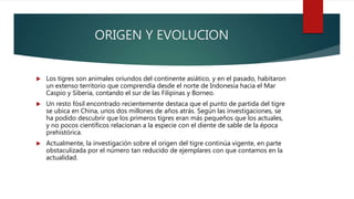 ORIGEN Y EVOLUCION
 Los tigres son animales oriundos del continente asiático, y en el pasado, habitaron
un extenso territorio que comprendía desde el norte de Indonesia hacia el Mar
Caspio y Siberia, contando el sur de las Filipinas y Borneo.
 Un resto fósil encontrado recientemente destaca que el punto de partida del tigre
se ubica en China, unos dos millones de años atrás. Según las investigaciones, se
ha podido descubrir que los primeros tigres eran más pequeños que los actuales,
y no pocos científicos relacionan a la especie con el diente de sable de la época
prehistórica.
 Actualmente, la investigación sobre el origen del tigre continúa vigente, en parte
obstaculizada por el número tan reducido de ejemplares con que contamos en la
actualidad.
 