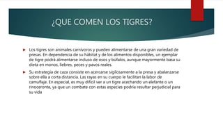¿QUE COMEN LOS TIGRES?
 Los tigres son animales carnívoros y pueden alimentarse de una gran variedad de
presas. En dependencia de su hábitat y de los alimentos disponibles, un ejemplar
de tigre podrá alimentarse incluso de osos y búfalos, aunque mayormente basa su
dieta en monos, liebres, peces y pavos reales.
 Su estrategia de caza consiste en acercarse sigilosamente a la presa y abalanzarse
sobre ella a corta distancia. Las rayas en su cuerpo le facilitan la labor de
camuflaje. En especial, es muy difícil ver a un tigre acechando un elefante o un
rinoceronte, ya que un combate con estas especies podría resultar perjudicial para
su vida
 