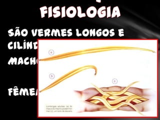 São vermes longos e
cilíndricos.
Macho:

Fêmea:
 