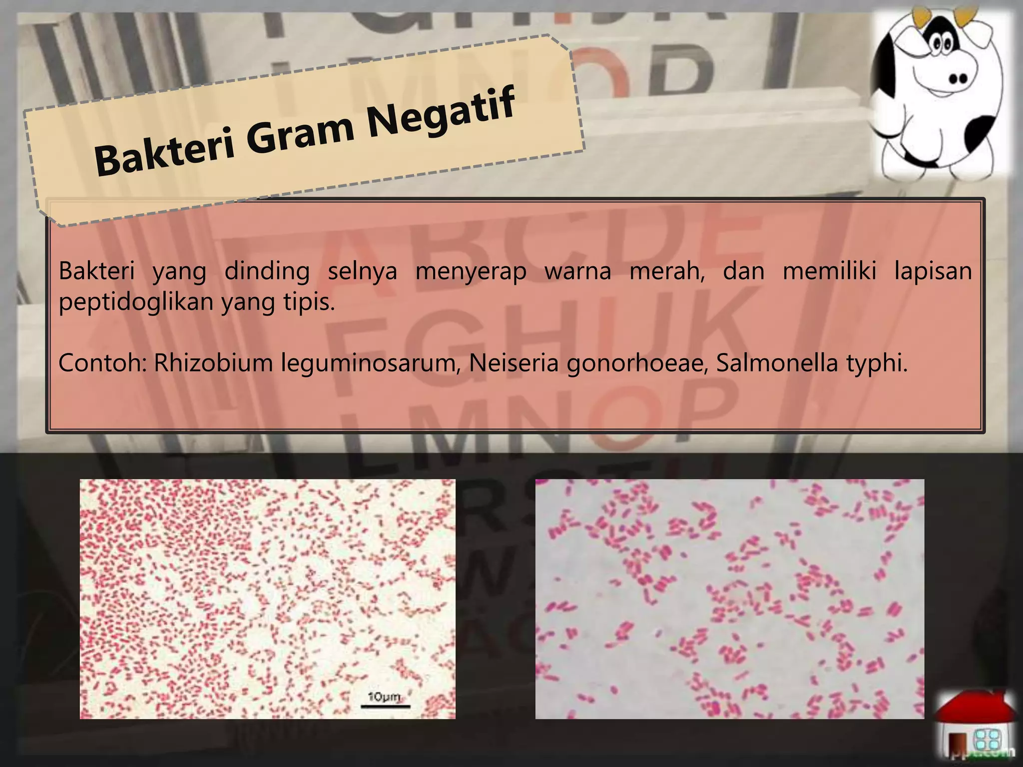 Bakteri yang dinding selnya menyerap warna merah, dan memiliki lapisan
peptidoglikan yang tipis.
Contoh: Rhizobium leguminosarum, Neiseria gonorhoeae, Salmonella typhi.

 