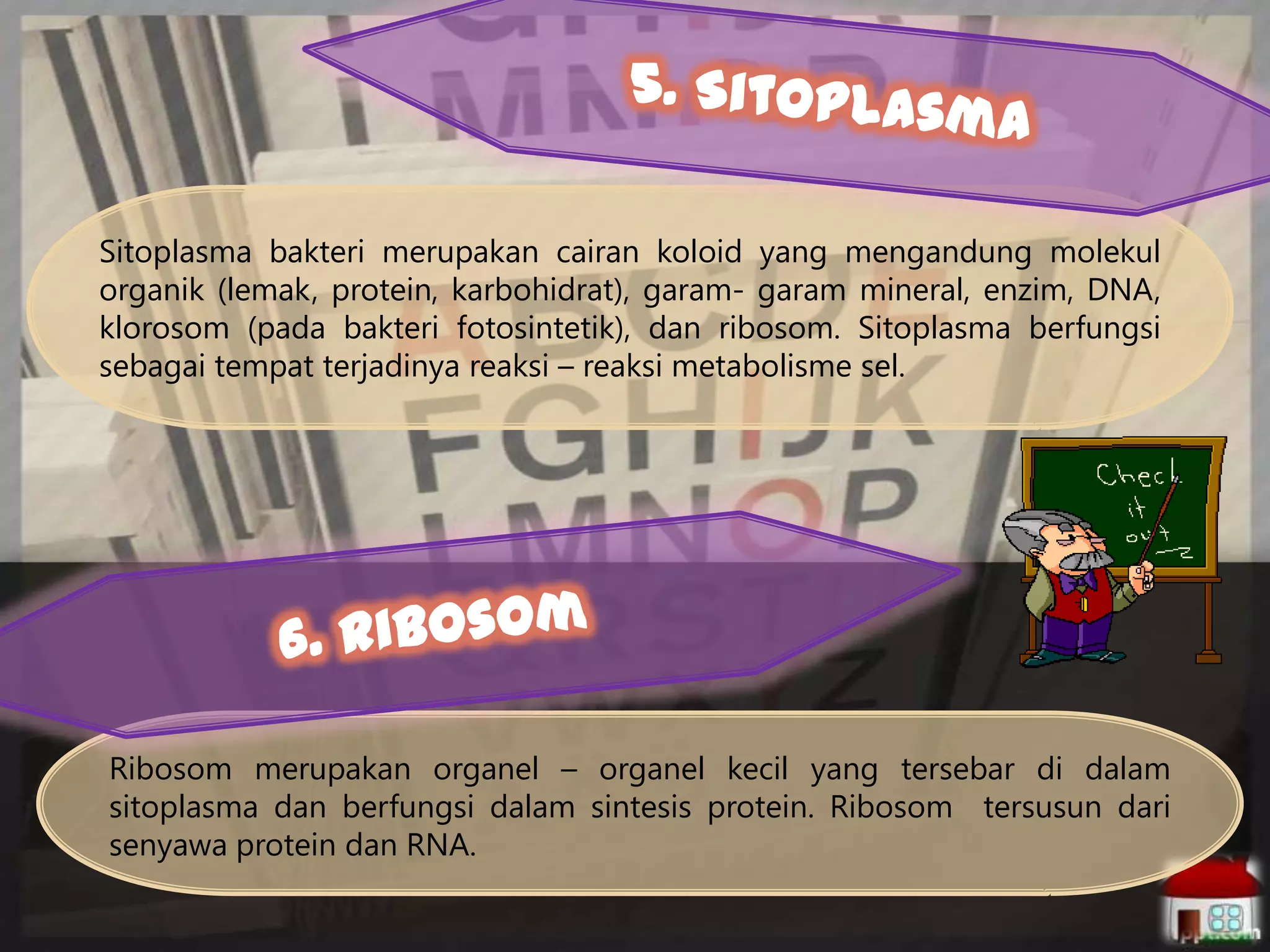 Sitoplasma bakteri merupakan cairan koloid yang mengandung molekul
organik (lemak, protein, karbohidrat), garam- garam mineral, enzim, DNA,
klorosom (pada bakteri fotosintetik), dan ribosom. Sitoplasma berfungsi
sebagai tempat terjadinya reaksi – reaksi metabolisme sel.

Ribosom merupakan organel – organel kecil yang tersebar di dalam
sitoplasma dan berfungsi dalam sintesis protein. Ribosom tersusun dari
senyawa protein dan RNA.

 