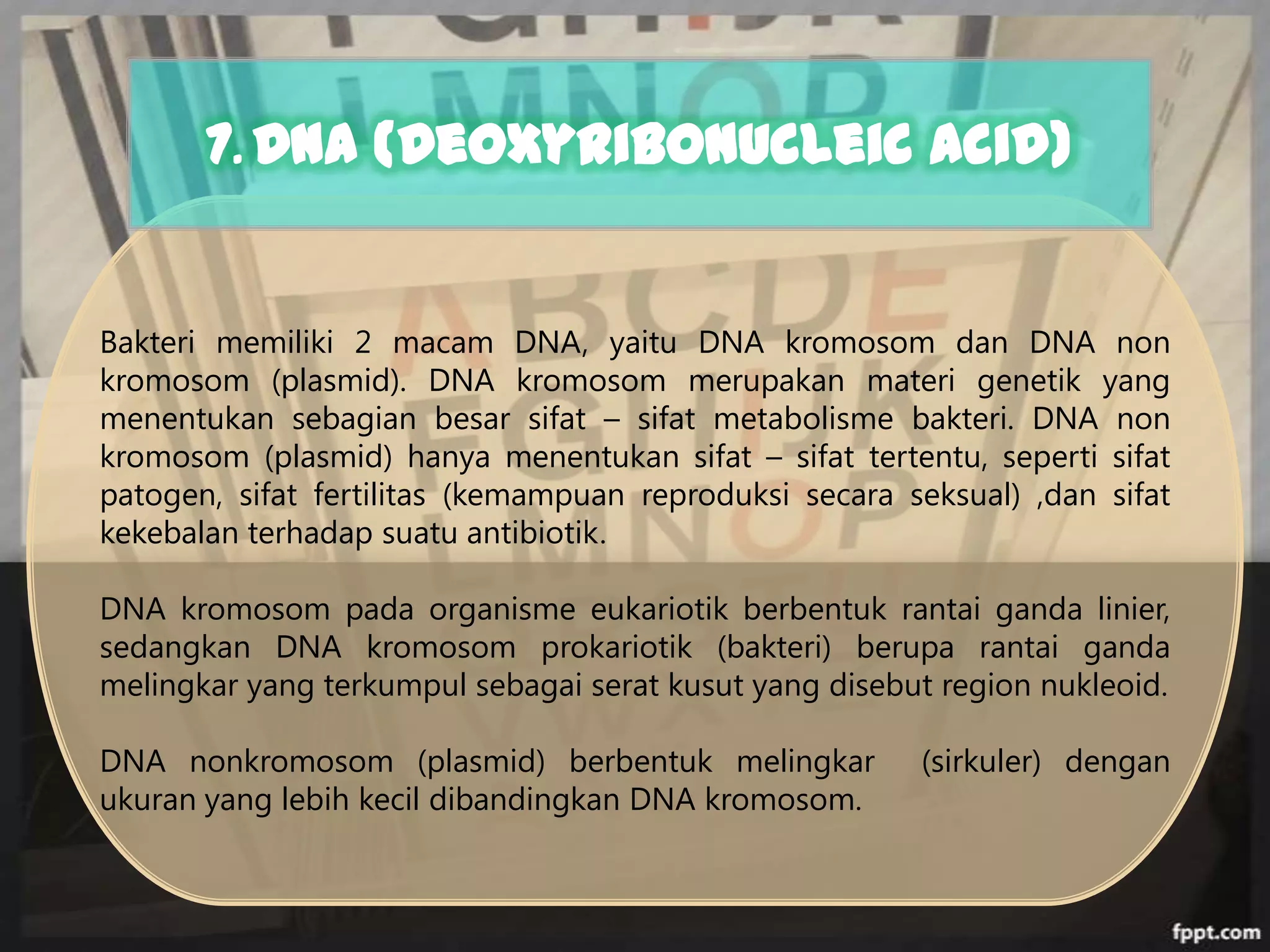 7. DNA (Deoxyribonucleic Acid)

Bakteri memiliki 2 macam DNA, yaitu DNA kromosom dan DNA non
kromosom (plasmid). DNA kromosom merupakan materi genetik yang
menentukan sebagian besar sifat – sifat metabolisme bakteri. DNA non
kromosom (plasmid) hanya menentukan sifat – sifat tertentu, seperti sifat
patogen, sifat fertilitas (kemampuan reproduksi secara seksual) ,dan sifat
kekebalan terhadap suatu antibiotik.
DNA kromosom pada organisme eukariotik berbentuk rantai ganda linier,
sedangkan DNA kromosom prokariotik (bakteri) berupa rantai ganda
melingkar yang terkumpul sebagai serat kusut yang disebut region nukleoid.
DNA nonkromosom (plasmid) berbentuk melingkar
ukuran yang lebih kecil dibandingkan DNA kromosom.

(sirkuler) dengan

 