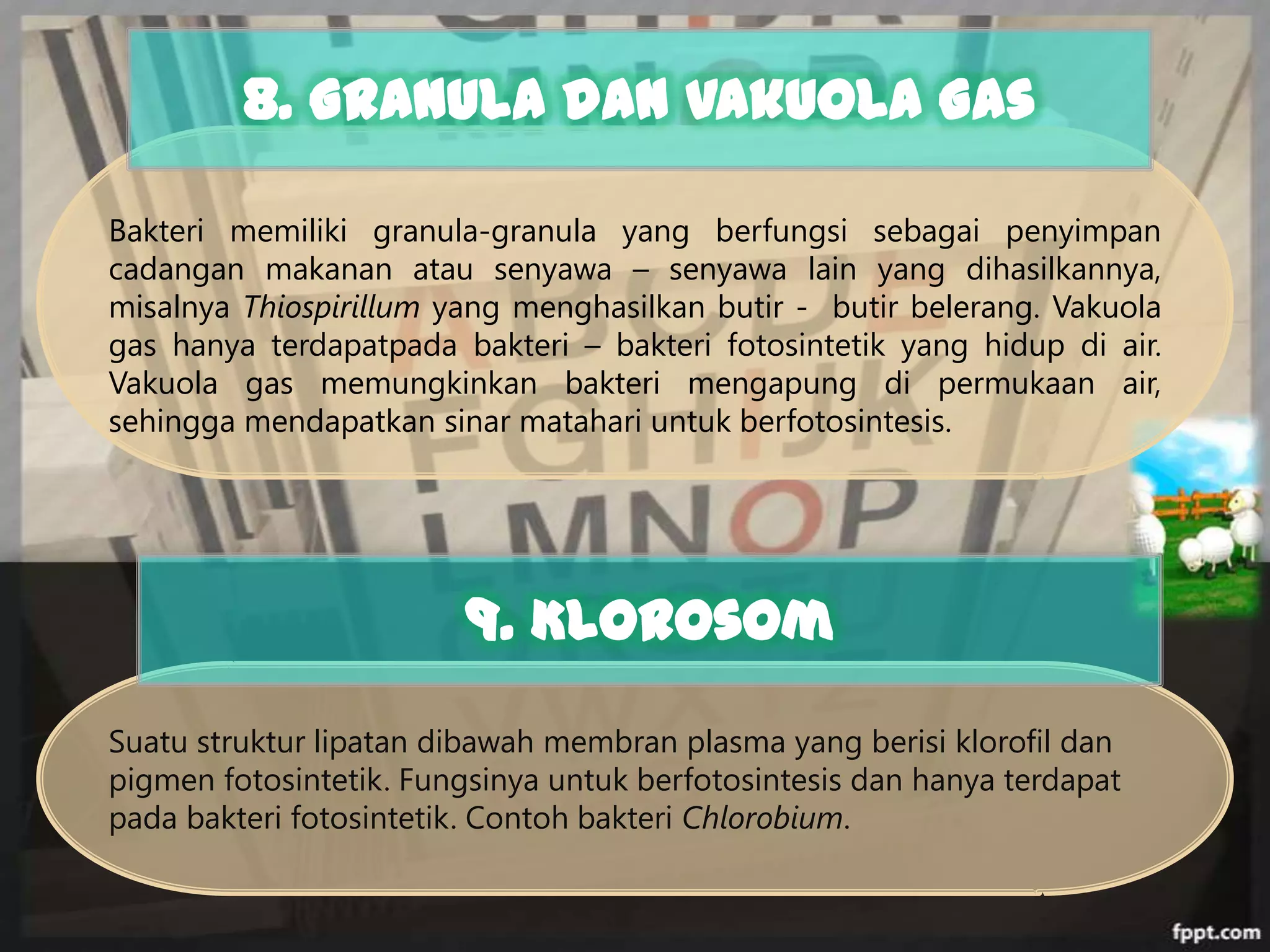 8. Granula dan Vakuola Gas
Bakteri memiliki granula-granula yang berfungsi sebagai penyimpan
cadangan makanan atau senyawa – senyawa lain yang dihasilkannya,
misalnya Thiospirillum yang menghasilkan butir - butir belerang. Vakuola
gas hanya terdapatpada bakteri – bakteri fotosintetik yang hidup di air.
Vakuola gas memungkinkan bakteri mengapung di permukaan air,
sehingga mendapatkan sinar matahari untuk berfotosintesis.

9. Klorosom
Suatu struktur lipatan dibawah membran plasma yang berisi klorofil dan
pigmen fotosintetik. Fungsinya untuk berfotosintesis dan hanya terdapat
pada bakteri fotosintetik. Contoh bakteri Chlorobium.

 