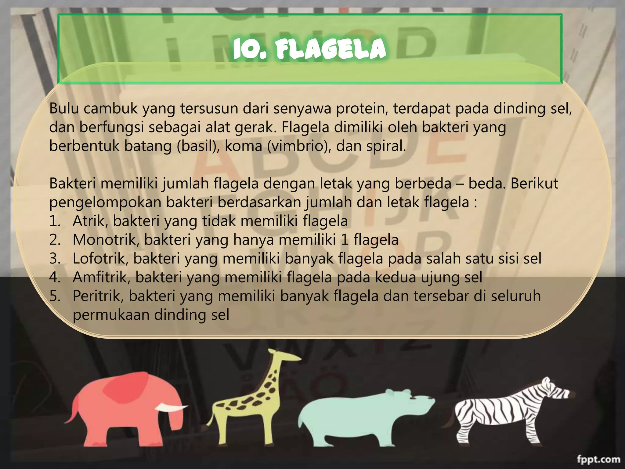 10. Flagela
Bulu cambuk yang tersusun dari senyawa protein, terdapat pada dinding sel,
dan berfungsi sebagai alat gerak. Flagela dimiliki oleh bakteri yang
berbentuk batang (basil), koma (vimbrio), dan spiral.
Bakteri memiliki jumlah flagela dengan letak yang berbeda – beda. Berikut
pengelompokan bakteri berdasarkan jumlah dan letak flagela :
1. Atrik, bakteri yang tidak memiliki flagela
2. Monotrik, bakteri yang hanya memiliki 1 flagela
3. Lofotrik, bakteri yang memiliki banyak flagela pada salah satu sisi sel
4. Amfitrik, bakteri yang memiliki flagela pada kedua ujung sel
5. Peritrik, bakteri yang memiliki banyak flagela dan tersebar di seluruh
permukaan dinding sel

 