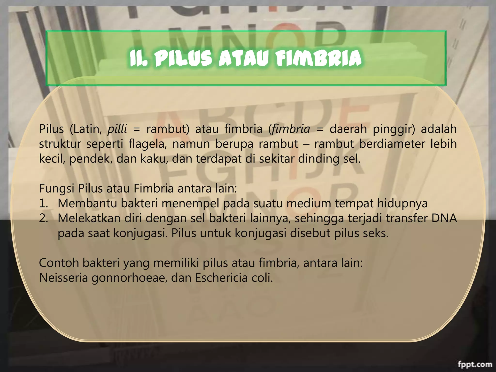 11. Pilus atau Fimbria
Pilus (Latin, pilli = rambut) atau fimbria (fimbria = daerah pinggir) adalah
struktur seperti flagela, namun berupa rambut – rambut berdiameter lebih
kecil, pendek, dan kaku, dan terdapat di sekitar dinding sel.

Fungsi Pilus atau Fimbria antara lain:
1. Membantu bakteri menempel pada suatu medium tempat hidupnya
2. Melekatkan diri dengan sel bakteri lainnya, sehingga terjadi transfer DNA
pada saat konjugasi. Pilus untuk konjugasi disebut pilus seks.
Contoh bakteri yang memiliki pilus atau fimbria, antara lain:
Neisseria gonnorhoeae, dan Eschericia coli.

 