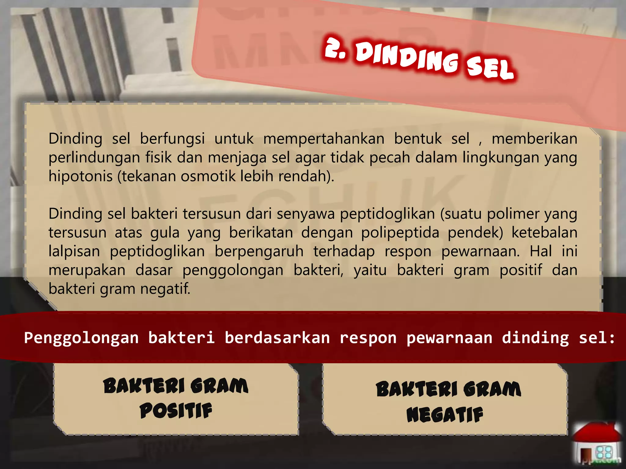 Dinding sel berfungsi untuk mempertahankan bentuk sel , memberikan
perlindungan fisik dan menjaga sel agar tidak pecah dalam lingkungan yang
hipotonis (tekanan osmotik lebih rendah).
Dinding sel bakteri tersusun dari senyawa peptidoglikan (suatu polimer yang
tersusun atas gula yang berikatan dengan polipeptida pendek) ketebalan
lalpisan peptidoglikan berpengaruh terhadap respon pewarnaan. Hal ini
merupakan dasar penggolongan bakteri, yaitu bakteri gram positif dan
bakteri gram negatif.

Penggolongan bakteri berdasarkan respon pewarnaan dinding sel:

Bakteri Gram
Positif

Bakteri Gram
Negatif

 