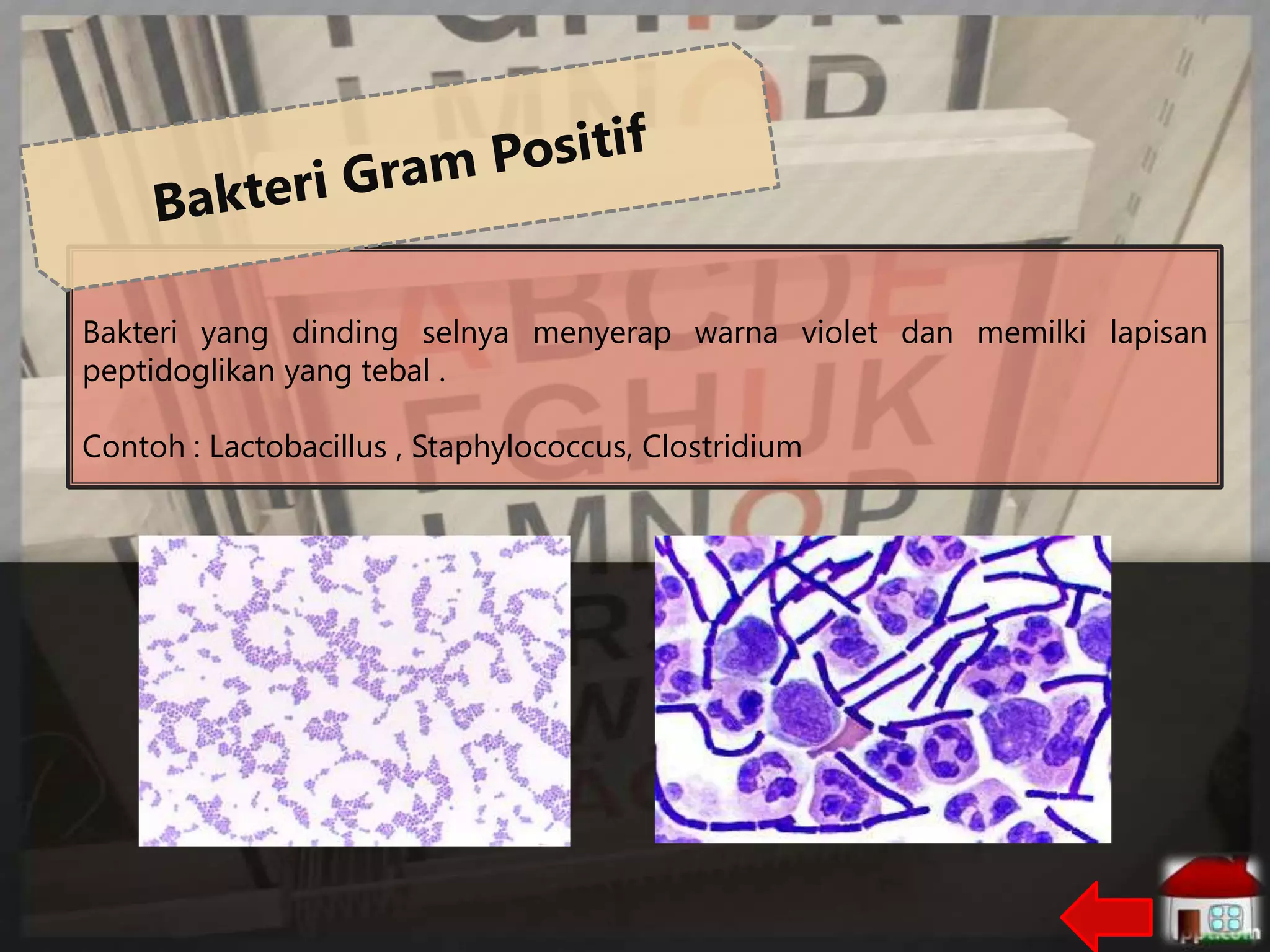 Bakteri yang dinding selnya menyerap warna violet dan memilki lapisan
peptidoglikan yang tebal .
Contoh : Lactobacillus , Staphylococcus, Clostridium

 