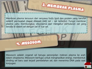 Membran plasma tersusun dari senyawa fosfo lipid dan protein yang bersifat
selektif permeabel (dapat dilewati oleh zat – zat tertentu). Fungsi membran
plasma yaitu membungkus sitoplasma dan mengatur pertukaran zat yang
berada di dalam sel dengan zat di luar sel.

Mesosom adalah organel sel berupa penonjolan mebran plasma ke arah
dalam sitoplasma. Mesosom berfugsi untuk menghasilkan energi, membentuk
dinding sel baru saat terjadi pembelahan sel, dan menerima DNA pada saat
konjugasi.

 