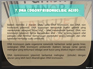 7. DNA (Deoxyribonucleic Acid)

Bakteri memiliki 2 macam DNA, yaitu DNA kromosom dan DNA non
kromosom (plasmid). DNA kromosom merupakan materi genetik yang
menentukan sebagian besar sifat – sifat metabolisme bakteri. DNA non
kromosom (plasmid) hanya menentukan sifat – sifat tertentu, seperti sifat
patogen, sifat fertilitas (kemampuan reproduksi secara seksual) ,dan sifat
kekebalan terhadap suatu antibiotik.
DNA kromosom pada organisme eukariotik berbentuk rantai ganda linier,
sedangkan DNA kromosom prokariotik (bakteri) berupa rantai ganda
melingkar yang terkumpul sebagai serat kusut yang disebut region nukleoid.
DNA nonkromosom (plasmid) berbentuk melingkar
ukuran yang lebih kecil dibandingkan DNA kromosom.

(sirkuler) dengan

 