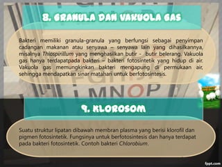8. Granula dan Vakuola Gas
Bakteri memiliki granula-granula yang berfungsi sebagai penyimpan
cadangan makanan atau senyawa – senyawa lain yang dihasilkannya,
misalnya Thiospirillum yang menghasilkan butir - butir belerang. Vakuola
gas hanya terdapatpada bakteri – bakteri fotosintetik yang hidup di air.
Vakuola gas memungkinkan bakteri mengapung di permukaan air,
sehingga mendapatkan sinar matahari untuk berfotosintesis.

9. Klorosom
Suatu struktur lipatan dibawah membran plasma yang berisi klorofil dan
pigmen fotosintetik. Fungsinya untuk berfotosintesis dan hanya terdapat
pada bakteri fotosintetik. Contoh bakteri Chlorobium.

 