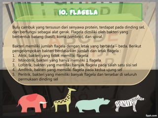 10. Flagela
Bulu cambuk yang tersusun dari senyawa protein, terdapat pada dinding sel,
dan berfungsi sebagai alat gerak. Flagela dimiliki oleh bakteri yang
berbentuk batang (basil), koma (vimbrio), dan spiral.
Bakteri memiliki jumlah flagela dengan letak yang berbeda – beda. Berikut
pengelompokan bakteri berdasarkan jumlah dan letak flagela :
1. Atrik, bakteri yang tidak memiliki flagela
2. Monotrik, bakteri yang hanya memiliki 1 flagela
3. Lofotrik, bakteri yang memiliki banyak flagela pada salah satu sisi sel
4. Amfitrik, bakteri yang memiliki flagela pada kedua ujung sel
5. Peritrik, bakteri yang memiliki banyak flagela dan tersebar di seluruh
permukaan dinding sel

 