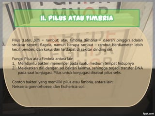 11. Pilus atau Fimbria
Pilus (Latin, pilli = rambut) atau fimbria (fimbria = daerah pinggir) adalah
struktur seperti flagela, namun berupa rambut – rambut berdiameter lebih
kecil, pendek, dan kaku, dan terdapat di sekitar dinding sel.

Fungsi Pilus atau Fimbria antara lain:
1. Membantu bakteri menempel pada suatu medium tempat hidupnya
2. Melekatkan diri dengan sel bakteri lainnya, sehingga terjadi transfer DNA
pada saat konjugasi. Pilus untuk konjugasi disebut pilus seks.
Contoh bakteri yang memiliki pilus atau fimbria, antara lain:
Neisseria gonnorhoeae, dan Eschericia coli.

 