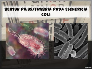 Bentuk Pilus/Fimbria pada Eschericia
coli

 