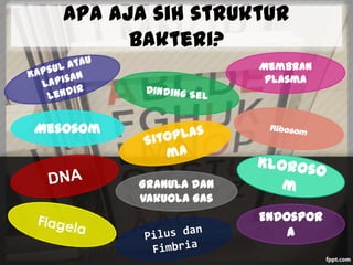 Apa aja sih struktur
bakteri?
Membran
Plasma

Mesosom

Granula dan
Vakuola Gas

Endospor
a

 