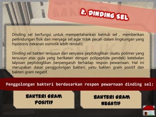 Dinding sel berfungsi untuk mempertahankan bentuk sel , memberikan
perlindungan fisik dan menjaga sel agar tidak pecah dalam lingkungan yang
hipotonis (tekanan osmotik lebih rendah).
Dinding sel bakteri tersusun dari senyawa peptidoglikan (suatu polimer yang
tersusun atas gula yang berikatan dengan polipeptida pendek) ketebalan
lalpisan peptidoglikan berpengaruh terhadap respon pewarnaan. Hal ini
merupakan dasar penggolongan bakteri, yaitu bakteri gram positif dan
bakteri gram negatif.

Penggolongan bakteri berdasarkan respon pewarnaan dinding sel:

Bakteri Gram
Positif

Bakteri Gram
Negatif

 