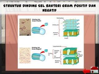 Struktur Dinding Sel Bakteri Gram Positif dan
Negatif

 