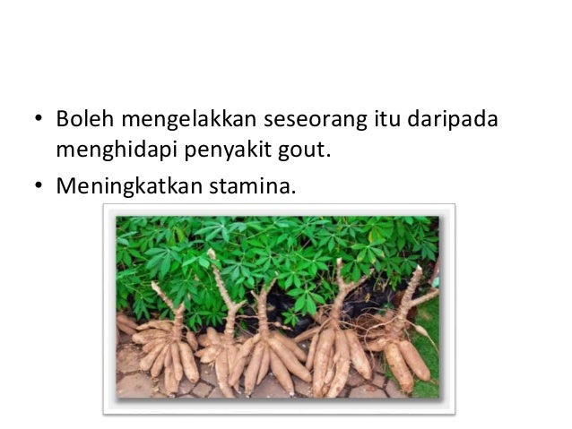 Slide ubi,raizon, bebawang