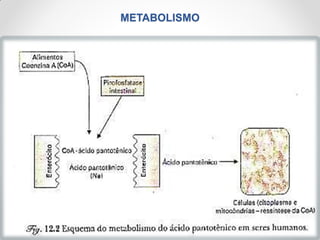 METABOLISMO
 