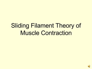 Sliding Filament Theory of Muscle Contraction 