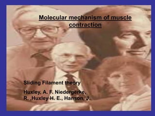Sliding Filament theory
Huxley, A. F. Niedergerke,
R. ,Huxley H. E., Hanson, J.
Molecular mechanism of muscle
contraction
 