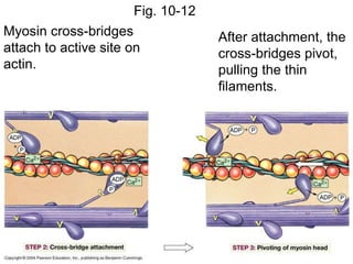 Fig. 10-12
Myosin cross-bridges
attach to active site on
actin.
After attachment, the
cross-bridges pivot,
pulling the thin
filaments.
 