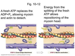 Fig. 10-12
A fresh ATP replaces the
ADP+Pi, allowing myosin
and actin to detach.
Energy from the
splitting of the fresh
ATP allows
repositioning of the
myosin head.
 