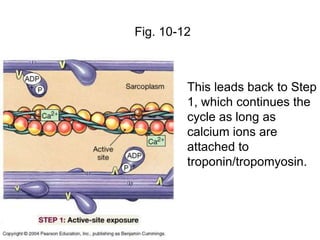 Fig. 10-12
This leads back to Step
1, which continues the
cycle as long as
calcium ions are
attached to
troponin/tropomyosin.
 
