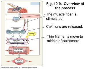 Fig. 10-9. Overview of
the process
The muscle fiber is
stimulated.
Ca2+ ions are released.
Thin filaments move to
middle of sarcomere.
 