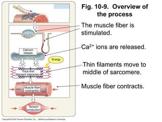 Fig. 10-9. Overview of
the process
The muscle fiber is
stimulated.
Ca2+ ions are released.
Thin filaments move to
middle of sarcomere.
Muscle fiber contracts.
 